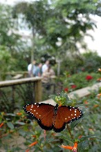 A queen butterfly perches on a flower at the Butterfly Rainforest
