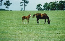 Ocala horse farm